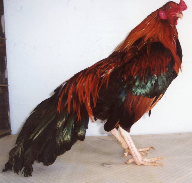 Black-Breasted-Red-Cubalaya-Bantam